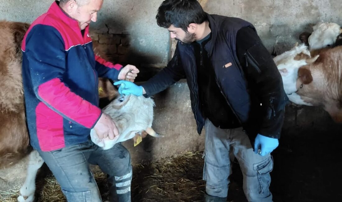 Yerköy İlçe Tarım ve Orman Müdürlüğü tarafından hayvan sağlığını korumaya