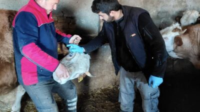 Yerköy İlçe Tarım ve Orman Müdürlüğü tarafından hayvan sağlığını korumaya