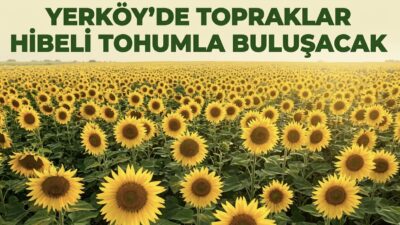 Yerköy İlçe Tarım ve Orman Müdürlüğü, ilçedeki tarım arazilerinin verimini