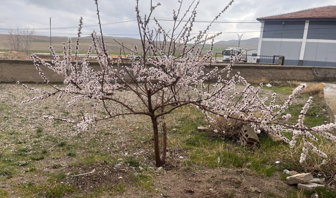 Yozgat’ın Yerköy ilçesinde baharın gelişiyle birlikte ağaçlar çiçek açtı. Hava