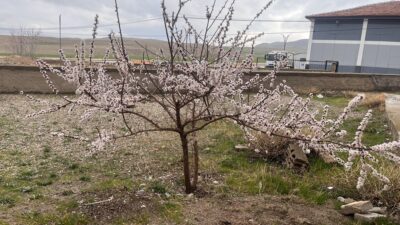 Yozgat’ın Yerköy ilçesinde baharın gelişiyle birlikte ağaçlar çiçek açtı. Hava