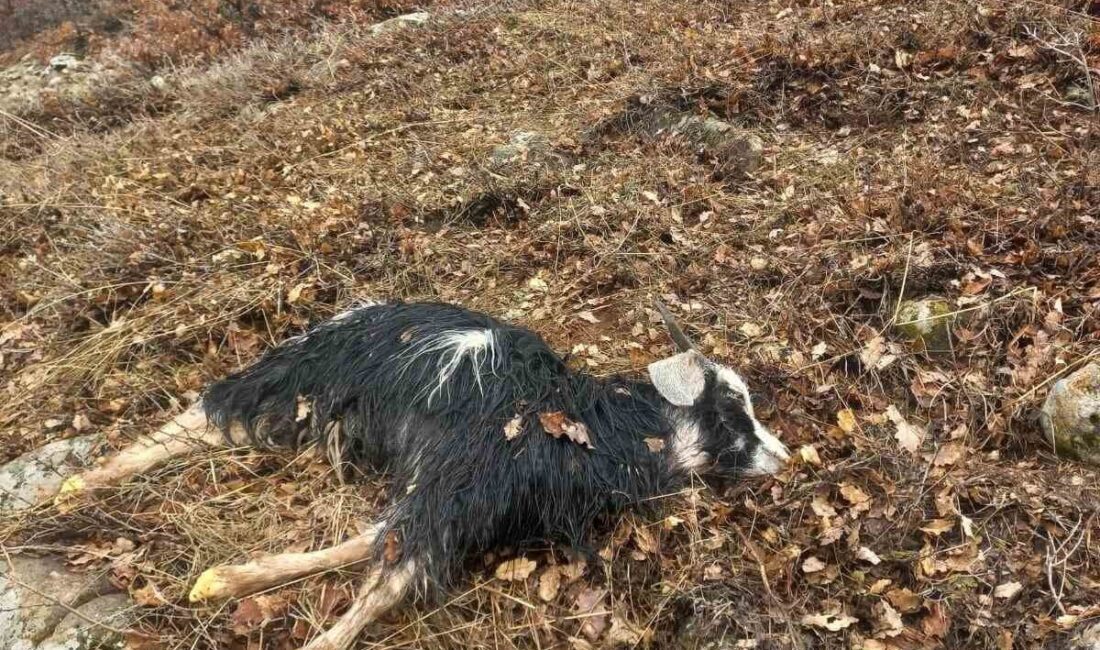 Tunceli’nin Pertek ilçesine bağlı Günboğazı köyünde, 5 küçükbaş hayvanın kurt