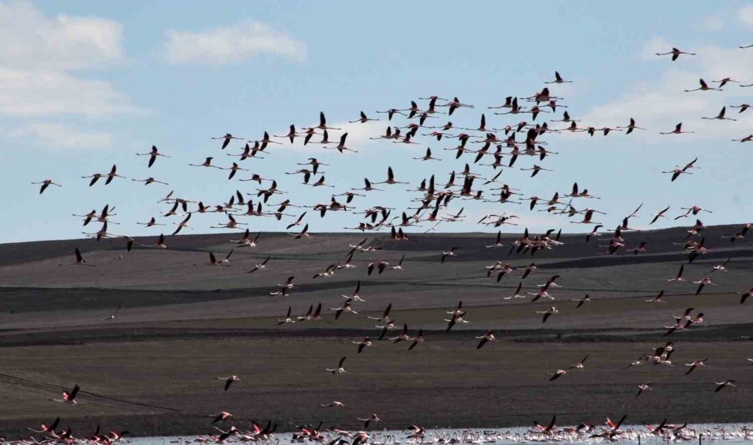 Baharın habercisi allı turnalar Yozgat’taki Gelingüllü Barajı’nda görüntülendi. Yüzlerce flamingonun