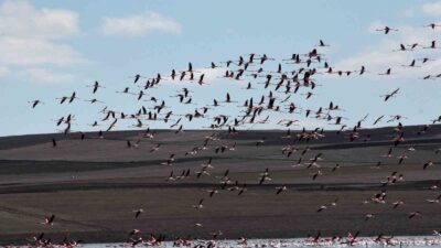 Baharın habercisi allı turnalar Yozgat’taki Gelingüllü Barajı’nda görüntülendi. Yüzlerce flamingonun
