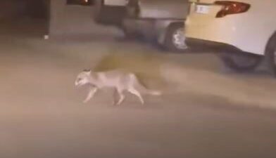 Beypazarı ilçesindeki Hacıkara Mahallesi’nde açlıktan zor durumda kalan bir tilki,
