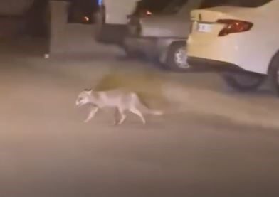 Beypazarı ilçesindeki Hacıkara Mahallesi’nde açlıktan zor durumda kalan bir tilki,