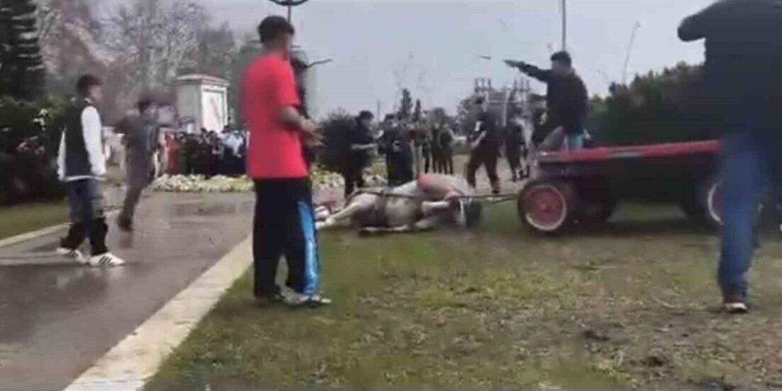 Adana’da bir birey, iddia ettiği şekilde koşmayan atını sopayla ve