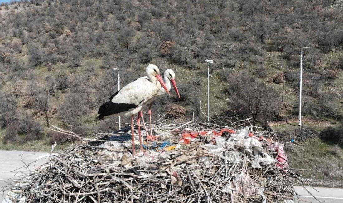 Kuzey Afrika ve Orta Doğu’dan çıktıkları uzun göç yolculuğunu tamamlayan
