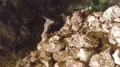 Batman’ın Gercüş ilçesinde şiddetli bir fırtına sonucu altı ahırı olan