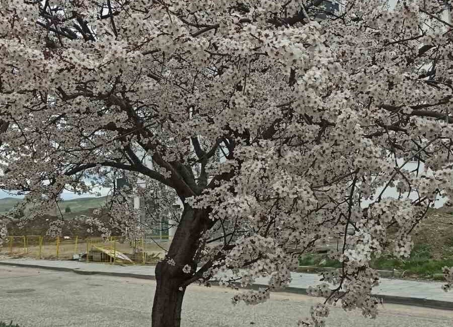 Beypazarı, Ankara ilçesinde ilkbaharın müjdecisi olarak badem ve kayısı ağaçlarının