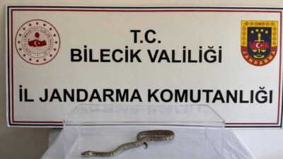Bilecik’te nesli tükenme tehlikesi altında olan bir labirent Burma piton