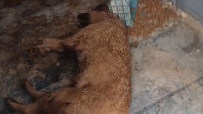 Bucak Belediyesine ait sokak hayvanları bakımevi ve rehabilitasyon merkezinde yaşanan