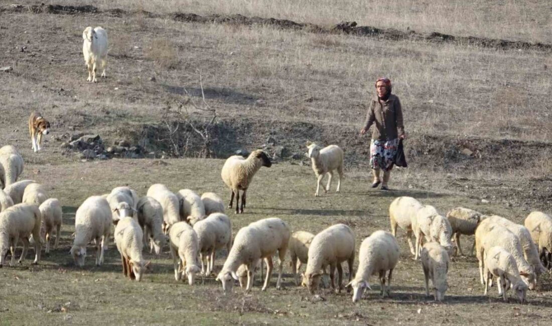 Bursa’nın Harmancık ilçesinde yaşanan acı olayda, Ayşe Eken dayısı tarafından