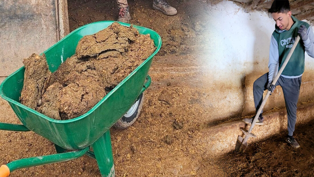 Çiçekdağı’na bağlı Büyükteflek köyünde hayvancılıkla uğraşan üreticiler, geleneksel yöntemlerle tarımsal