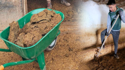 Çiçekdağı’na bağlı Büyükteflek köyünde hayvancılıkla uğraşan üreticiler, geleneksel yöntemlerle tarımsal