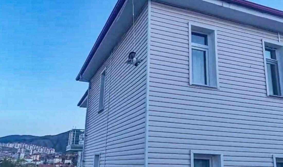Çorum’un Sungurlu ilçesinde bir apartmanın çatısında ipe sıkışmış halde bulunan