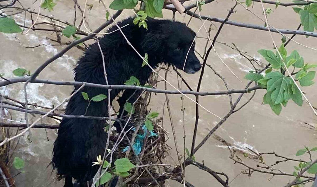 Hatay’da, Dörtyol ilçesi Çaylı Mahallesi’nde bir dereye düşen köpek, itfaiye