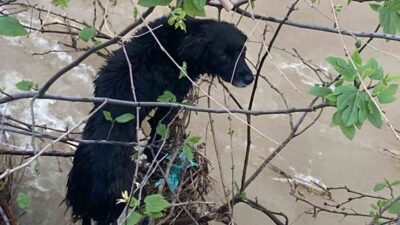 Hatay’da, Dörtyol ilçesi Çaylı Mahallesi’nde bir dereye düşen köpek, itfaiye