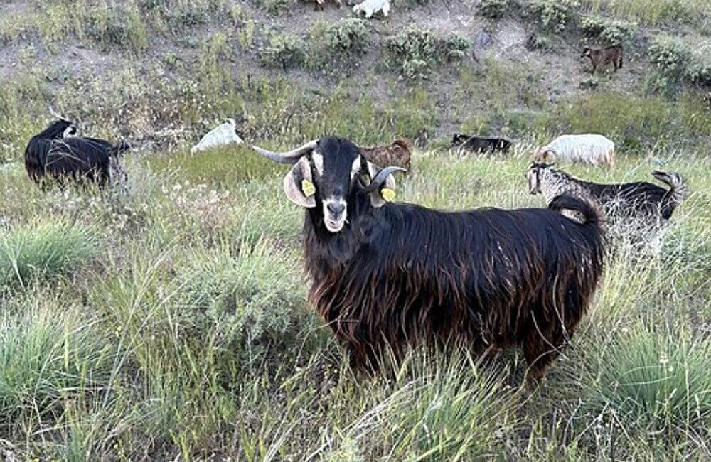 Edirne’ de meydana gelen bruselloz vakasının ardından yetkililer harekete geçti.