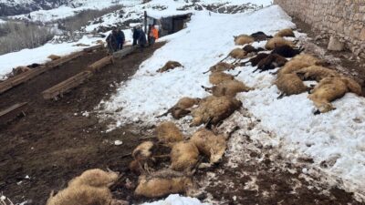 Şahintepe köyünde küçükbaş hayvancılıkla uğraşan Serkan Gülünay’a ait 80 koyunun,