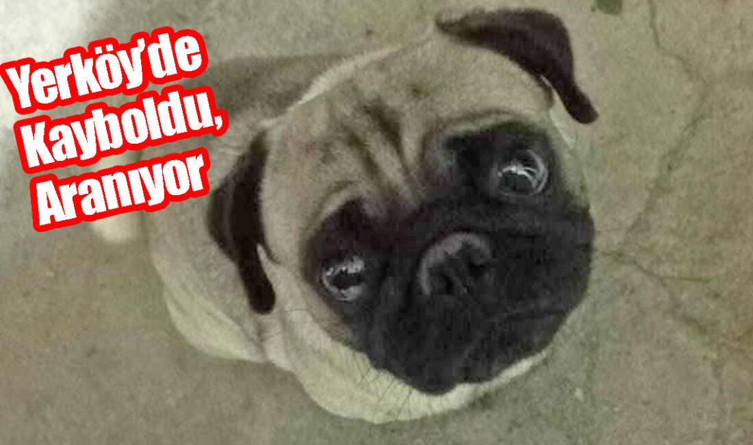 Yerköy Fevzi Çakmak Mahallesi’nde “Jesse” isimli köpek kayboldu. Sahipleri, kayıp