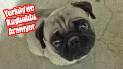 Yerköy Fevzi Çakmak Mahallesi’nde “Jesse” isimli köpek kayboldu. Sahipleri, kayıp