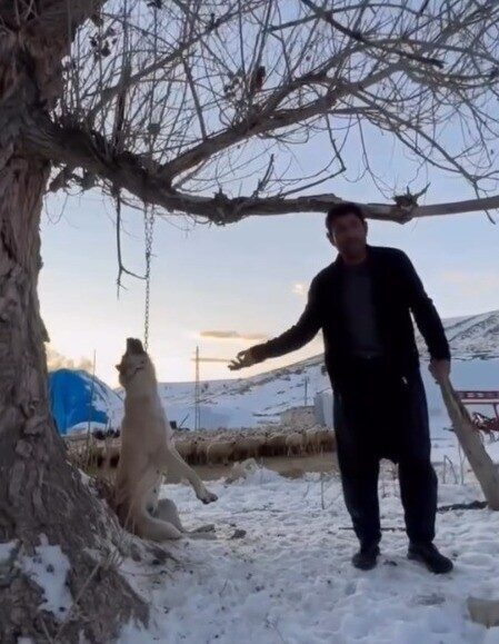 Kayseri’nin Pınarbaşı ilçesinde bir köpeği ağaca astığı iddia edilen ve