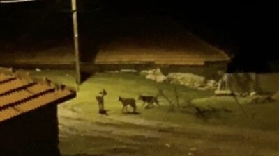 Köye İnen Kurt Sürüsü Vatandaş Tarafından Görüntülendi Çorum’un Alaca ilçesine