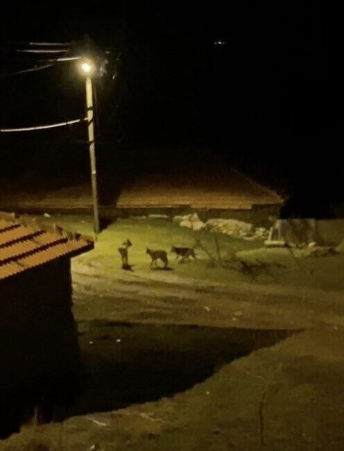 Köye İnen Kurt Sürüsü Vatandaş Tarafından Görüntülendi Çorum’un Alaca ilçesine