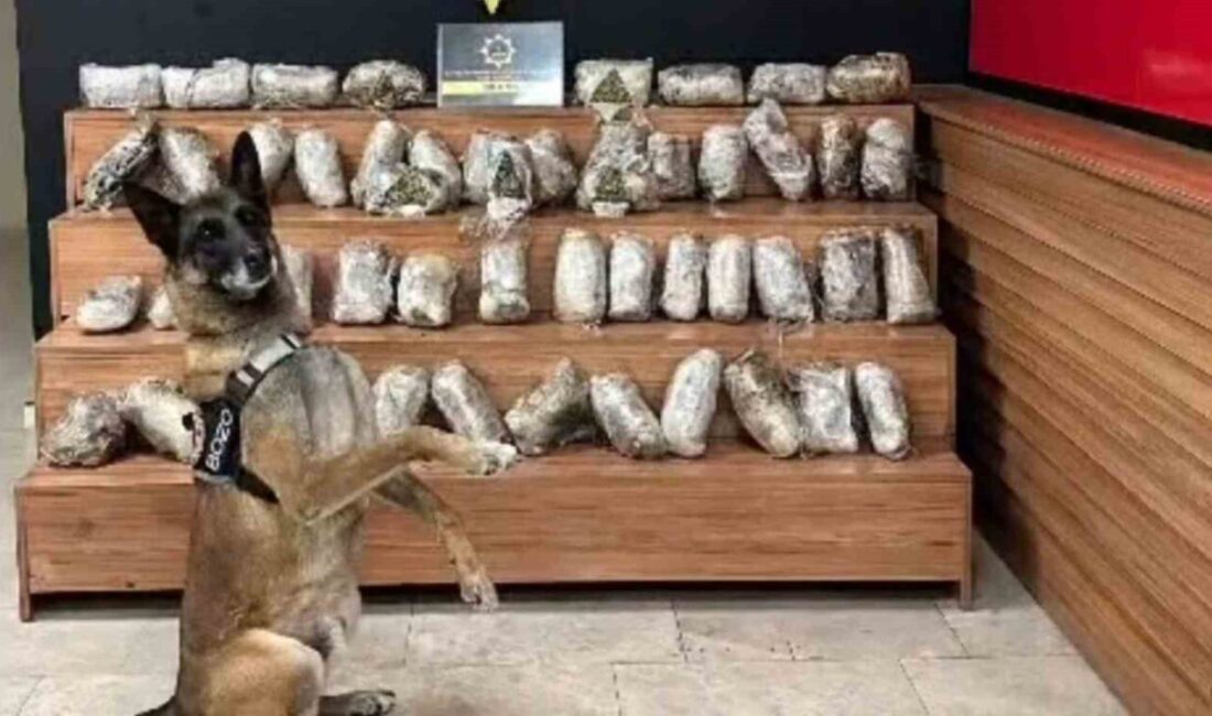 Şanlıurfa’da gerçekleştirilen operasyonda 17 kilo 550 gram skunk ele geçirildi