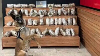 Şanlıurfa’da gerçekleştirilen operasyonda 17 kilo 550 gram skunk ele geçirildi