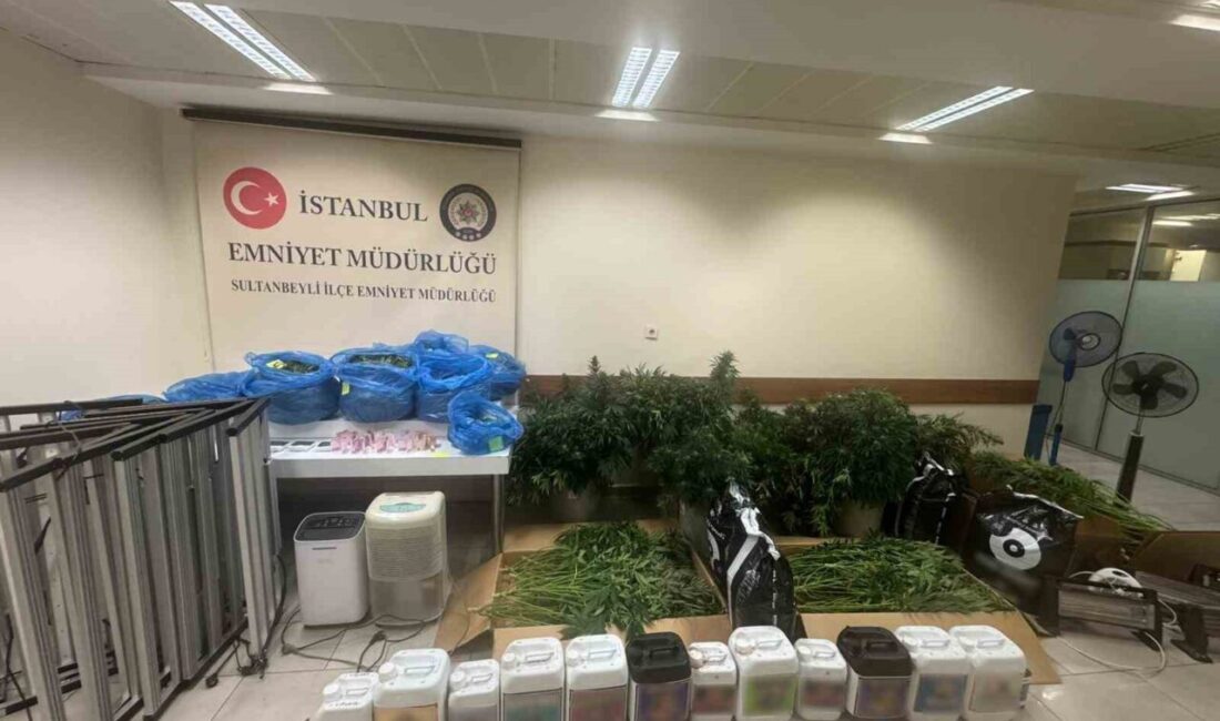 Sultanbeyli’de bir adrese kurulan kenevir serasına yapılan uyuşturucu operasyonunda 21