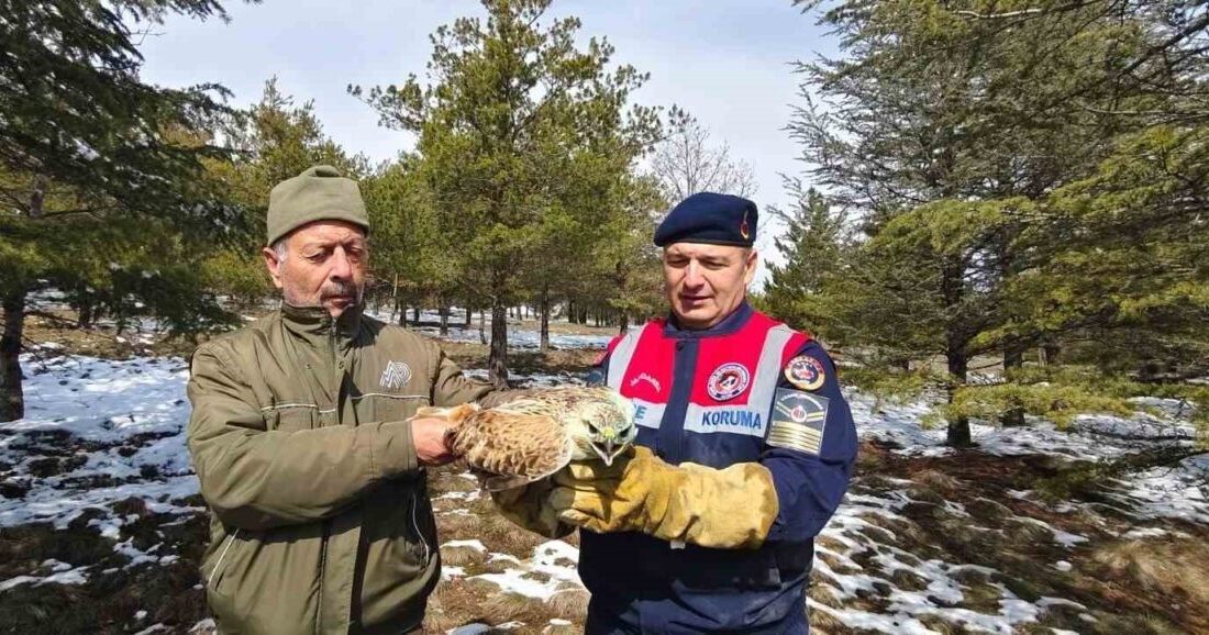 Sorgun ilçesindeki Yozgat’ta, Üç Tepeler Tabiat Parkı yakınlarında yaralı bir