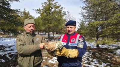 Sorgun ilçesindeki Yozgat’ta, Üç Tepeler Tabiat Parkı yakınlarında yaralı bir