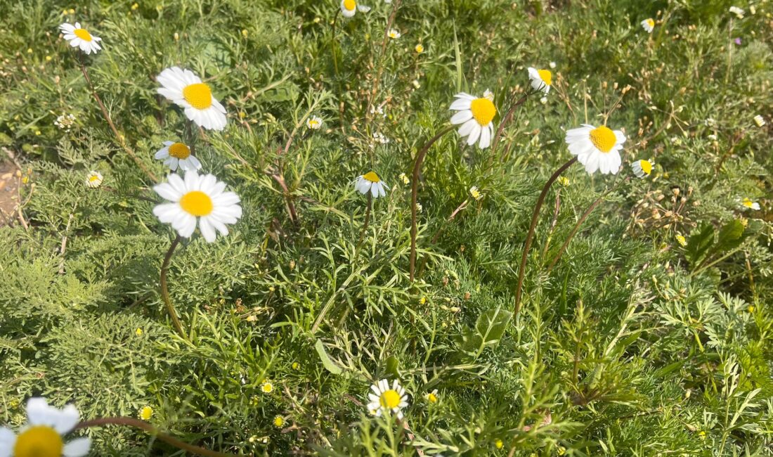 Bahar mevsiminin gelmesiyle birlikte doğa canlanırken, Yerköy ve Çiçekdağı ilçelerini