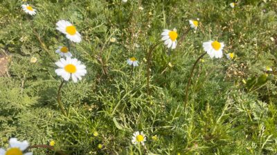Bahar mevsiminin gelmesiyle birlikte doğa canlanırken, Yerköy ve Çiçekdağı ilçelerini
