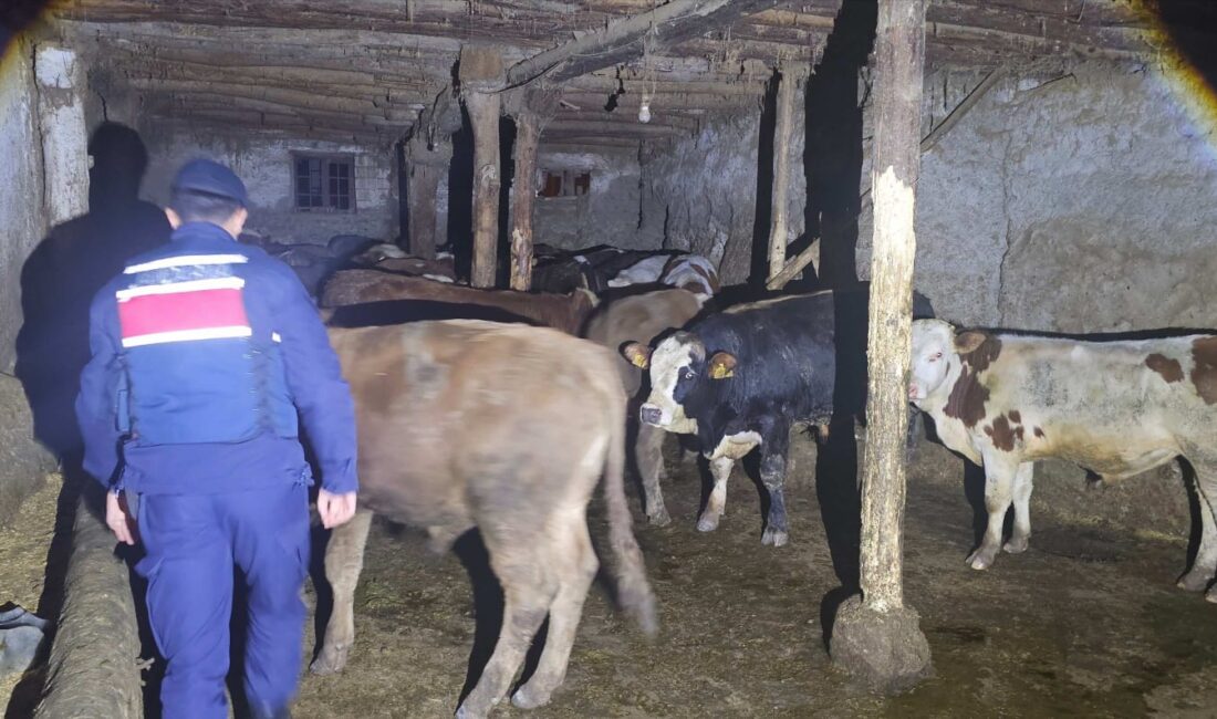 ozgat’ın Akdağmadeni ilçesinde kaybolan 22 adet simental cinsi büyükbaş hayvan,