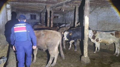 ozgat’ın Akdağmadeni ilçesinde kaybolan 22 adet simental cinsi büyükbaş hayvan,