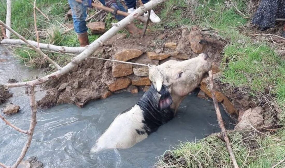 Kuyuya Düşen Büyükbaş AFAD Operasyonuyla Kurtarıldı Yozgat’ın Sarıhacılı köyünde kuyuya