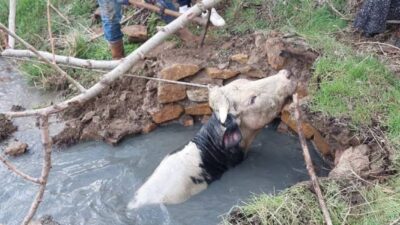 Kuyuya Düşen Büyükbaş AFAD Operasyonuyla Kurtarıldı Yozgat’ın Sarıhacılı köyünde kuyuya
