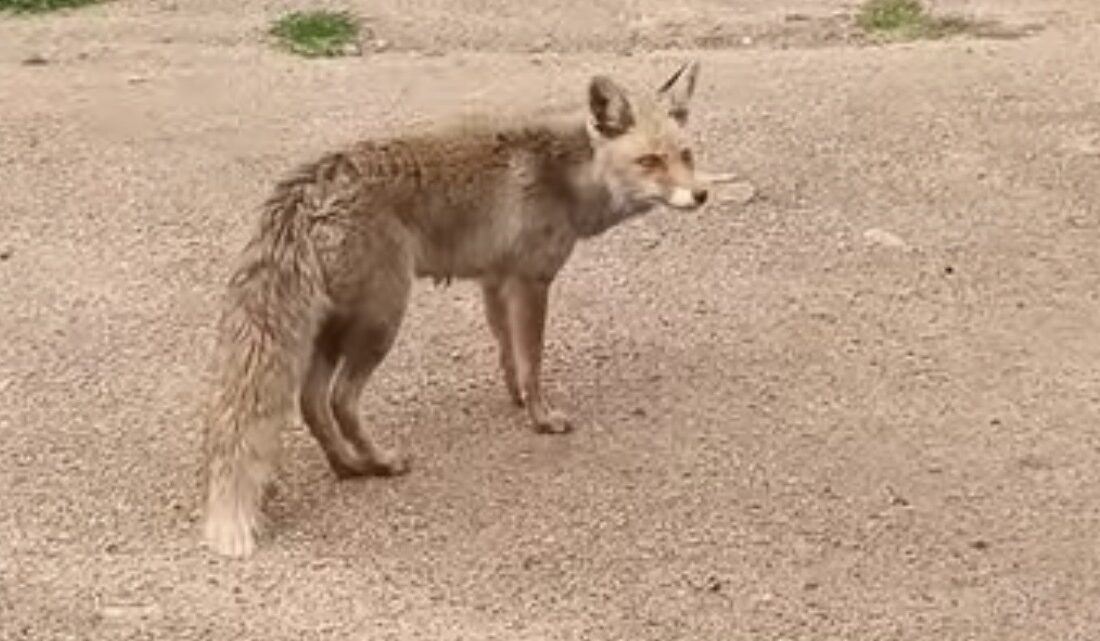 Şaşırtan Dostluk: Susayan Tilki “Paşa” İnsanlara Konuk Oldu Çeşme Başında