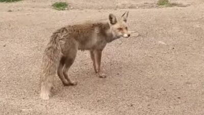 Şaşırtan Dostluk: Susayan Tilki “Paşa” İnsanlara Konuk Oldu Çeşme Başında