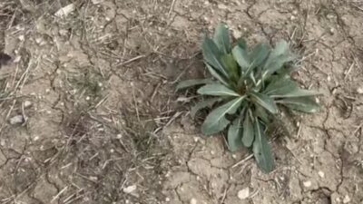 Yozgat’ın Yerköy ilçesinde bahar mevsiminin yüzünü göstermesiyle birlikte, doğanın sunduğu
