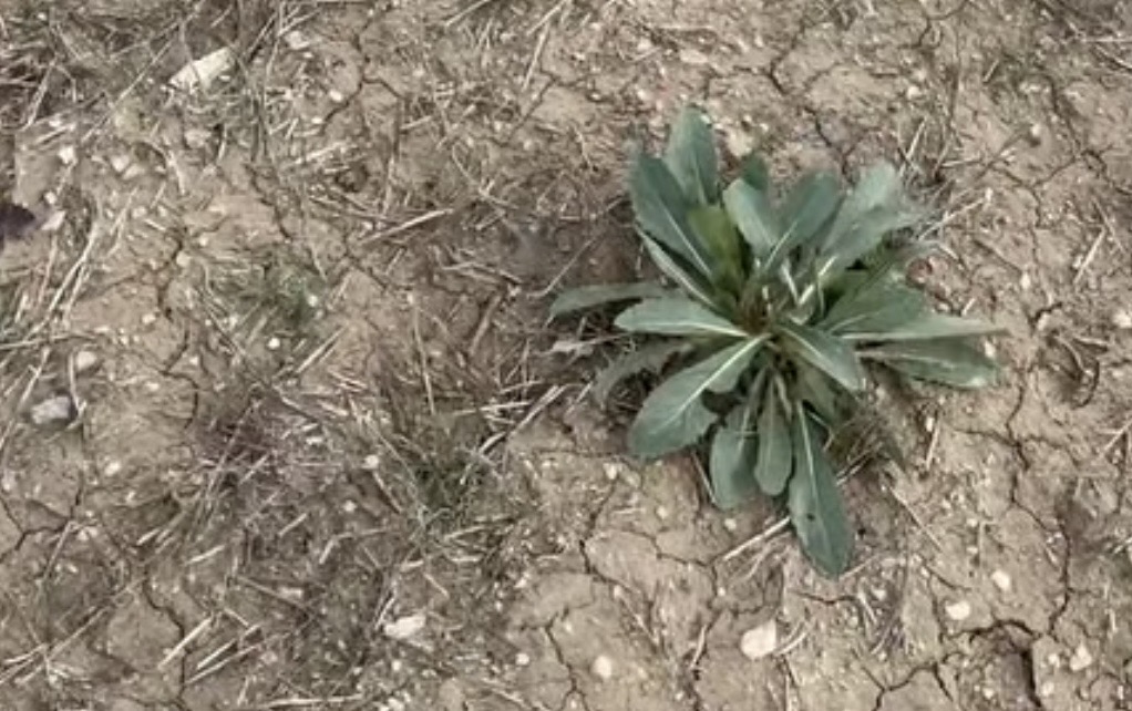 Yozgat’ın Yerköy ilçesinde bahar mevsiminin yüzünü göstermesiyle birlikte, doğanın sunduğu