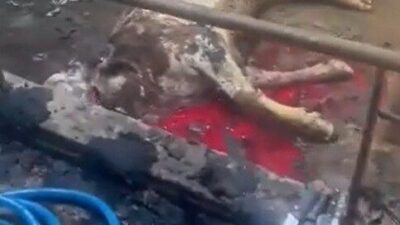 Kayseri’nin İncesu ilçesinde, Hamurcu Mahallesi’nde bulunan Mehmet Işık’a ait ahırda