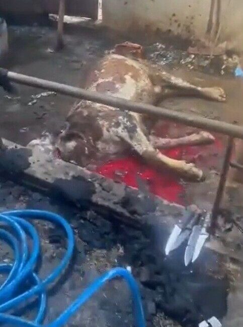 Kayseri’nin İncesu ilçesinde, Hamurcu Mahallesi’nde bulunan Mehmet Işık’a ait ahırda