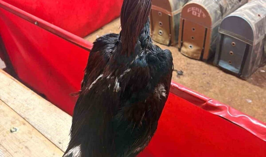 Alanya ilçesinde bulunan bir depoda horoz dövüşü yapıldığı ihbarı üzerine