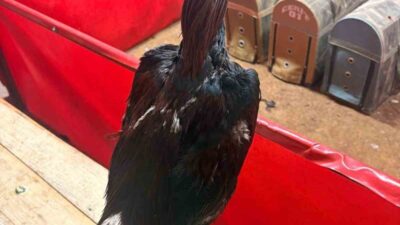 Alanya ilçesinde bulunan bir depoda horoz dövüşü yapıldığı ihbarı üzerine