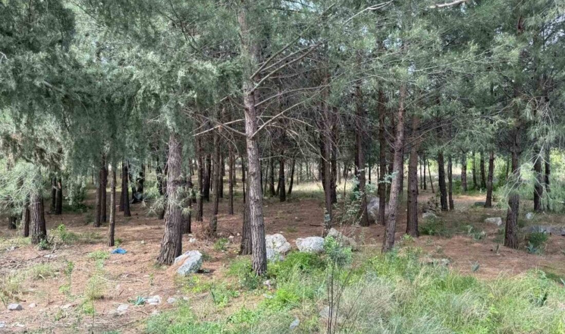Hatay’da bir ormanlık alanda çıplak olarak bulunan Osman Zont’un annesi