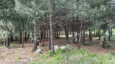 Hatay’da bir ormanlık alanda çıplak olarak bulunan Osman Zont’un annesi